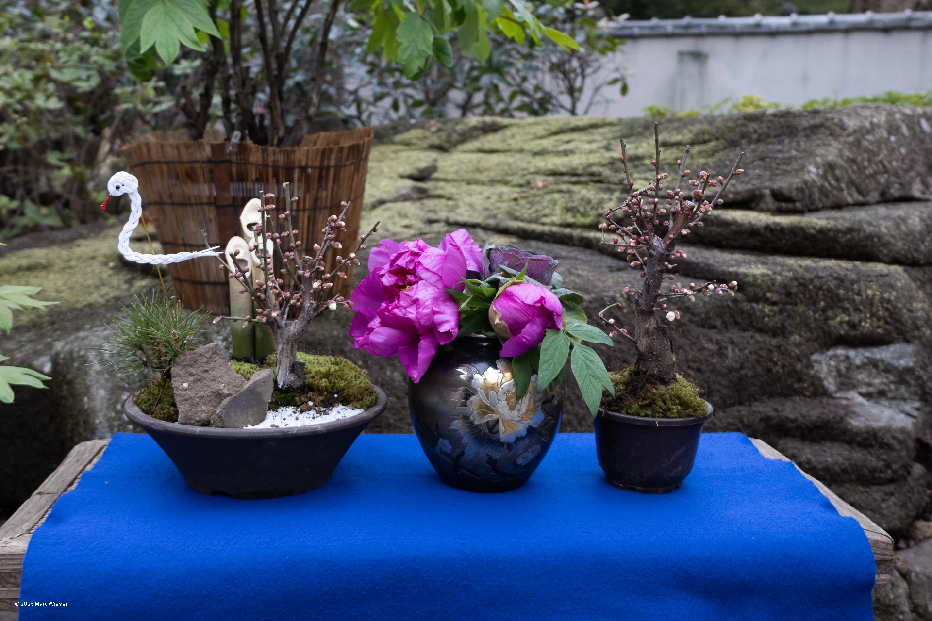 Set de trois plantes : Des tulipes au centre entouré de deux bonzai bourgeonnant