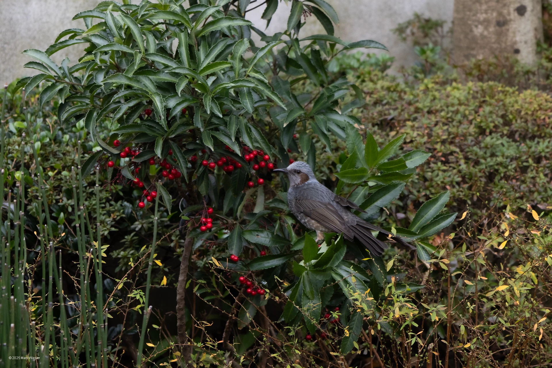 Un bulbul à oreillon brun posant sur une branche d’un ardisia japonais