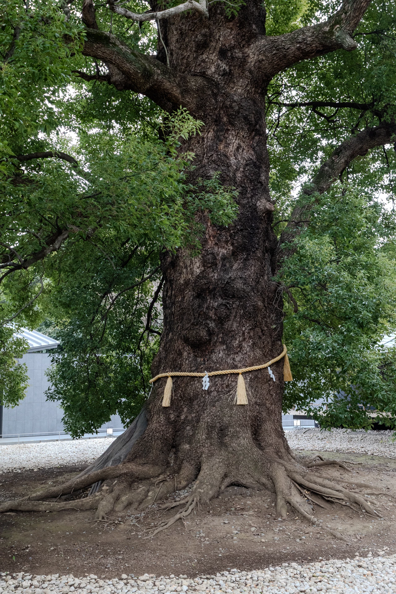 Chêne millénaire du jardin du temple du parc Ueno