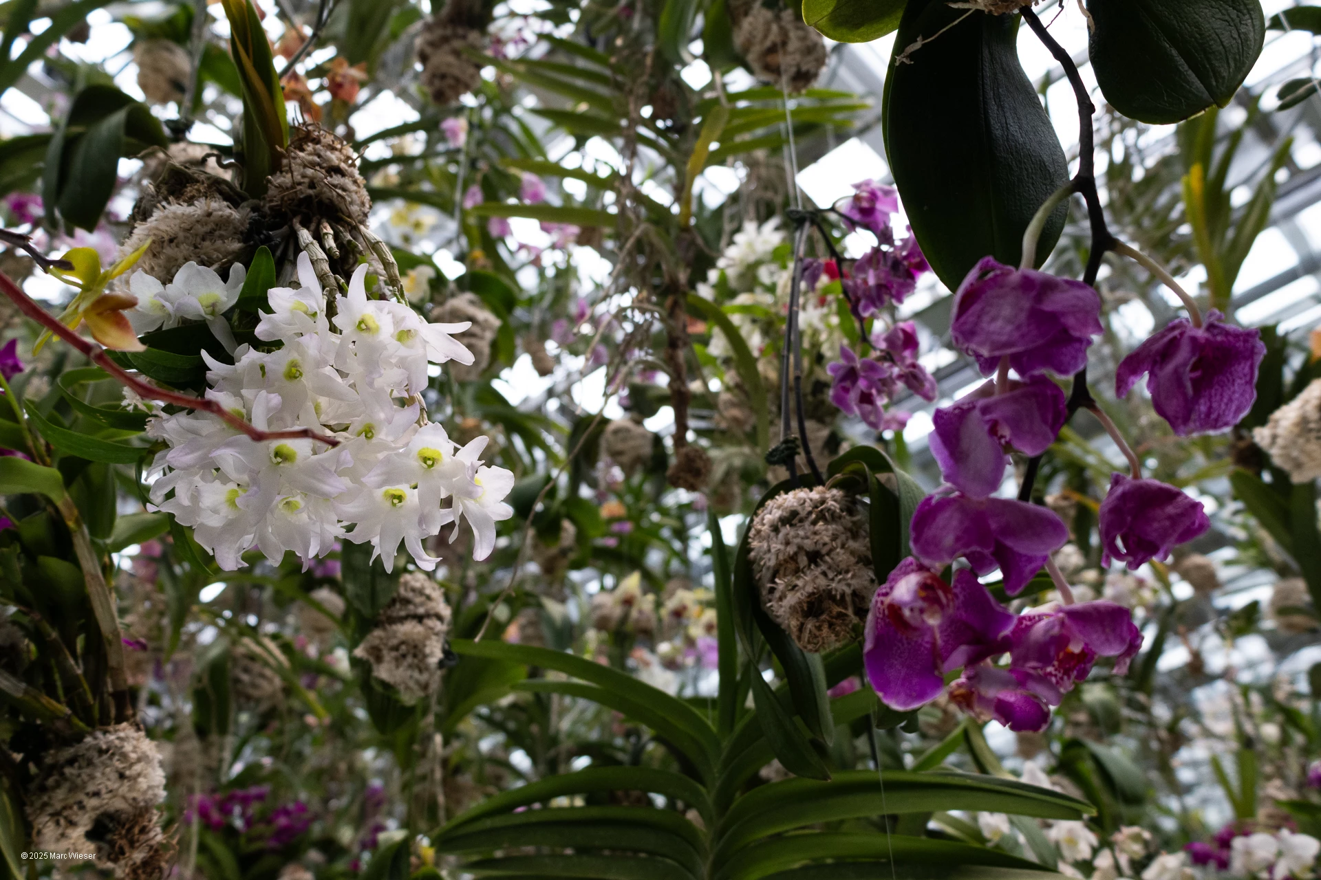 Gros plan sur deux orchidées du plafond suspendu de fleur : une blanche et une violette